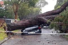 Bão lớn gây ảnh hưởng ở Sydney, Australia. (Nguồn: stuff.co.nz)