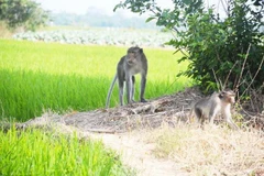 Truy bắt đàn khỉ hoang quậy phá, cắn người ở tỉnh Sóc Trăng