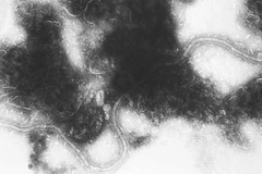 (Nguồn: diarioeldia.cl)