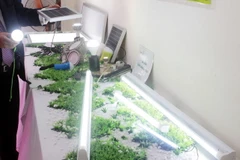 (Ảnh minh họa: Anh Tuấn/TTXVN)