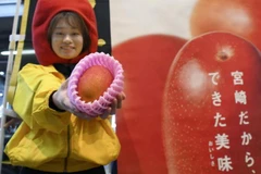 Xoài cao cấp - sản phẩm của tỉnh Miyazaki - được bán với giá kỷ lục. (Nguồn: Kyodo)