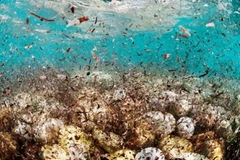 Nhiều hạt nhựa nhỏ cũng khiến môi trường biển bị ô nhiễm. (Nguồn: AFP)