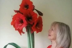 Cây hoa gốc châu Phi phát triển đột biến và to bất thường