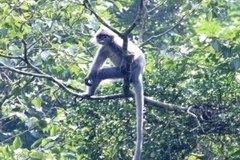 Voọc xám Đông Dương có nguy cơ tuyệt chủng.