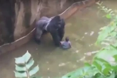 Con khỉ đột dường như đã chơi đùa với đứa trẻ chứ không hề muốn hai cậu bé. (Nguồn: YouTube.)