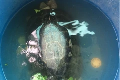 Cá thể rùa được nuôi tạm thời trong chậu nước ở nhà anh Lực. (Ảnh: Huỳnh Sử/TTXVN)