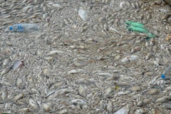 Cá chết nổi dày đặc ở Hồ Tây. (Ảnh: Mai Linh/TTXVN)