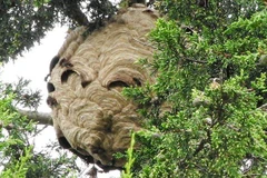 Ong bắp cày là loại ong hung dữ, hay tấn công người. 