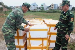 Các thùng xốp chứa cá đối đông lạnh. (Ảnh: TTXVN phát)