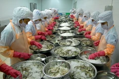 Chế biến tôm đông lạnh xuất khẩu. (Ảnh: Danh Lam/TTXVN)