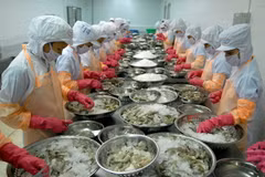 Chế biến tôm đông lạnh xuất khẩu. (Ảnh: Danh Lam/TTXVN)