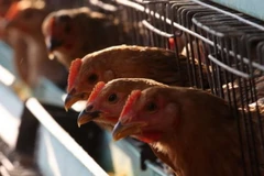 Ảnh minh họa. (Nguồn: scmp.com)