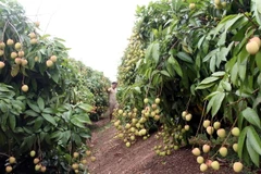 Một vườn vải chuẩn bị thu hoạch ở Bắc Giang. (Ảnh: Đồng Thúy/TTXVN)