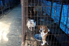 Cơ sở giết mổ Taepyeong-dong sẽ bị dẹp bỏ trong vòng 2 ngày. (Nguồn: Reuters)