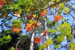 (Ảnh: Phạm Kha/TTXVN) 