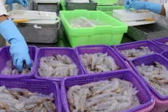 Chế biến sản phẩm tôm xuất khẩu. (Ảnh: Huy Hùng/TTXVN)
