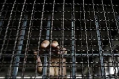 Ảnh minh họa. (Nguồn: nst.com.my)