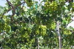 Vườn nho tại Ninh Thuận. (Ảnh: Công Thử/TTXVN)