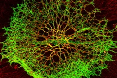 (Nguồn: ibs.re.kr)