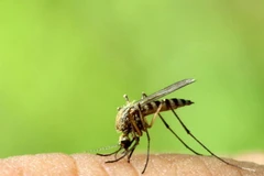 8 cách loại bỏ vết muỗi đốt và đánh bại cơn ngứa khó chịu