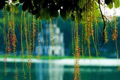 Ảnh minh họa. (Nguồn: Internet)