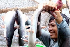 Thu hoạch cá tra. (Ảnh: Duy Khương/TTXVN)