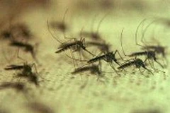 Ảnh minh họa. (Nguồn: Internet)