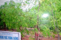 (Ảnh minh họa. Nguồn: Internet)