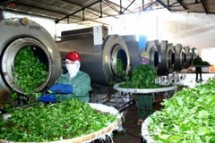 Một cơ sở chế biến chè tại Việt Nam. (Nguồn: Internet)