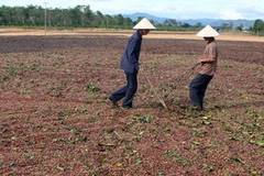 Người dân phơi càphê. (Ảnh: Trần Lê Lâm/TTXVN)