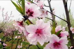 Cành đào, cành mai được vận chuyển dưới dạng hành lý ký gửi với giá từ 85.000-180.000 đồng. (Nguồn: Internet)