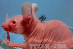 (Nguồn: AFP/TTXVN)