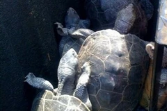 Rùa bị bắt ở sân bay Kennedy. (Nguồn: AP)