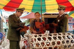 (Ảnh minh họa: Quang Quyết/TTXVN)