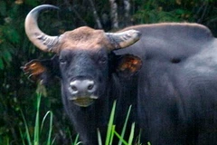 Bò tót ở vườn quốc gia Cát Tiên.