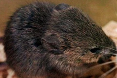 Nhân bản vô tính chuột. (Nguồn: Getty Images)