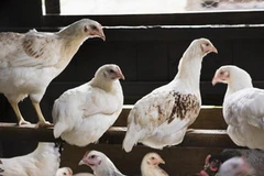 (Nguồn: Getty Images)