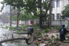Sau khi bão đi qua, các hộ dân tích cực thu dọn cây đổ trên đường phố. (Ảnh: Thế Lập/TTXVN). 