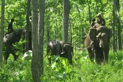 Voi nhà áp tải con voi rừng bị nạn về nơi tập kết để tiến hành chữa trị vết thương. (Ảnh: Việt Dũng/TTXVN)