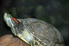 Trước ngày 20/9, phải tiêu hủy toàn bộ rùa tai đỏ