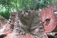 Yok Đôn: Lâm tặc đốn 2 cây gỗ giáng hương cổ thụ