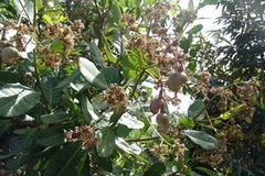 Diện tích trồng điều ở Đồng Nai đang giảm. (Ảnh: Internet)