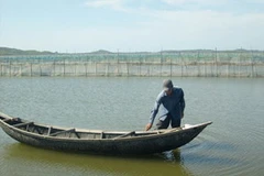 Khai thác hàu ở đầm Ô Loan. (Ảnh minh họa. Nguồn: Internet)