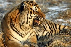 Ở Trung Quốc, số lượng hổ đang ngày càng giảm đi? (Ảnh minh họa. Nguồn: Internet)