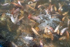 (Ảnh: Ly Kha/TTXVN)