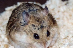 Thí nghiệm được tiến hành trên chuột. (Ảnh minh họa. Nguồn: Internet)