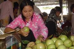 Vú sữa Lò Rèn Vĩnh Kim mới đầu vụ đã giảm mạnh. (Ảnh: Internet)