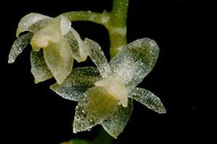 Cây phong lan nhỏ nhất thế giới có đường kính chỉ khoảng 2,1mm. (Ảnh: dailymail.co.uk)