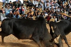 Đấu bò ở Himalaya. (Nguồn: AFP)