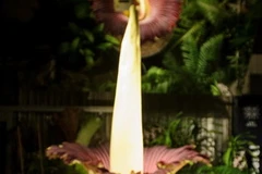 Bông hoa chân bê khổng lồ tại vườn ở Basel tối 19/11. (Nguồn: AFP/TTXVN)